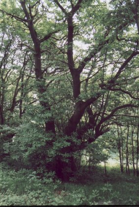 Sweet Chetnut tree in Falconer Wood